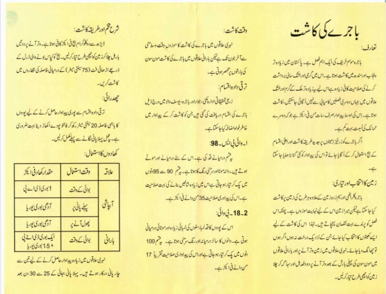 Cultivation of Millet Meaning in Urdu / باجرہ کی کاشت
