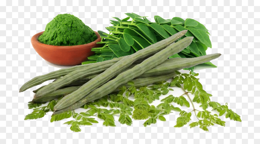 You are currently viewing Moringa in Urdu / Sohanjna / سوہانجنا کی کاشت