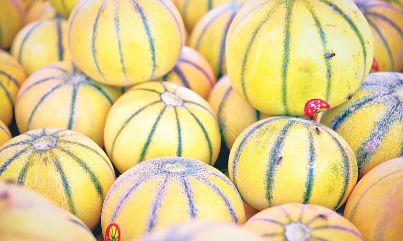 You are currently viewing Melon in Pakistan / خربوزہ کی کاشت