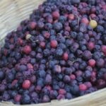 Read more about the article Phalsa / Falsa Cultivation in Pakistan / فالسہ کی کاشت