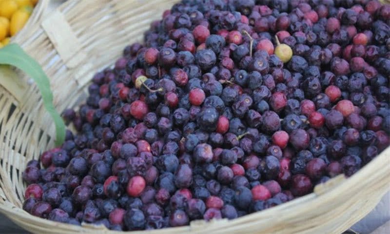 You are currently viewing Falsa Cultivation in Pakistan / فالسہ کی کاشت
