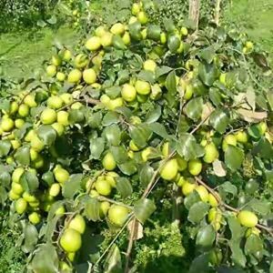 Read more about the article Ber (Jujube) Cultivation / بیر کی کاشت