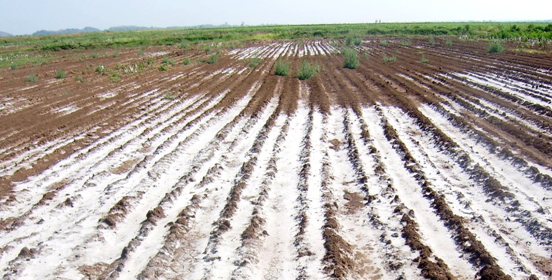 Reclamation Of Saline Sodic Soils 