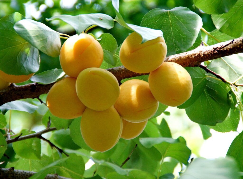 Khubani / Apricot in Pakistan / خوبانی کی کاشت