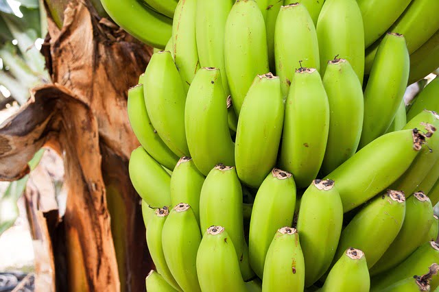 You are currently viewing Banana in Pakistan / کیلے کی کاشت