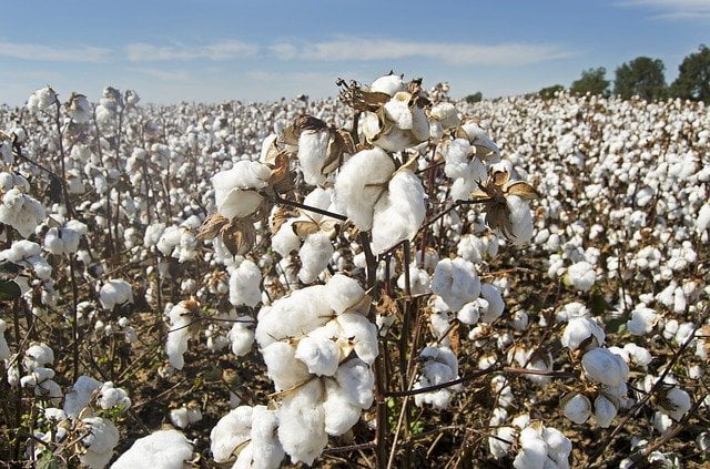 You are currently viewing Cotton Production in Pakistan / Kapas ki kasht / کپاس کی کاشت