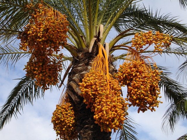 You are currently viewing Khajoor | Date Palm in Pakistan / کھجور کی کاشت