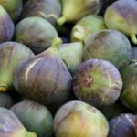 Read more about the article Fig Cultivation / انجیر کی کاشت