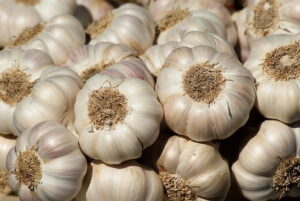 Read more about the article NARC G1 Garlic in Pakistan (لہسن کی کاشت)