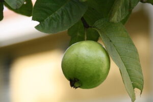 Read more about the article Amrood / Guava Cultivation / امرود کی کاشت