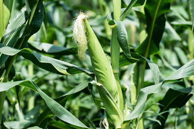 You are currently viewing Maize in Urdu Production in Pakistan / مکئی کی کاشت