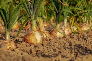 Read more about the article پیاز کی کاشت | Onion Farming in Pakistan