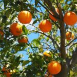 Read more about the article Kinnow | Citrus in Pakistan / ترشاوہ باغات کی کاشت