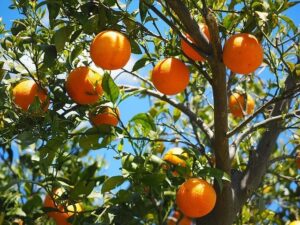 Read more about the article Kinnow | Citrus in Pakistan / ترشاوہ باغات کی کاشت