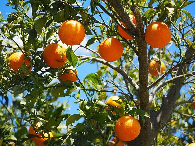 You are currently viewing Kinnow | Citrus in Pakistan / ترشاوہ باغات کی کاشت