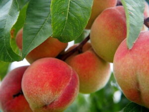 Read more about the article Cultivation of Peach in Urdu / آڑو کی کاشت