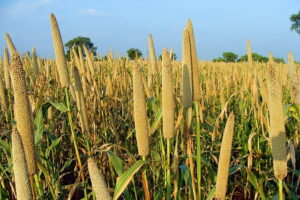 Read more about the article Cultivation of Millet Meaning in Urdu / باجرہ کی کاشت