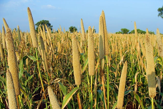 You are currently viewing Cultivation of Millet Meaning in Urdu / باجرہ کی کاشت