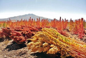 Read more about the article Quinoa in Urdu / پاکستان میں قینواکی کاشت