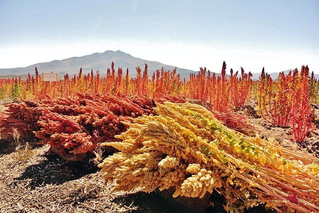 Quinoa In Urdu Fasalbachao