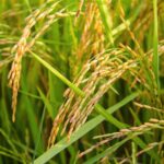 Read more about the article Cultivation of Basmati Rice in Pakistan / دھان / چاول کی کاشت