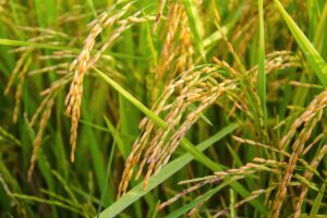 Read more about the article Cultivation of Basmati Rice in Pakistan / دھان / چاول کی کاشت