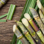 Read more about the article Kamad ki Kasht | Cultivation of Sugarcane in Pakistan / کماد کی کاشت