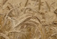 Wheat in Pakistan