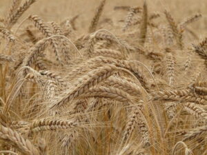 Read more about the article Cultivation of Wheat in Pakistan / بہترین طریقہ کاشت برائے گندم