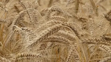 Wheat in Pakistan