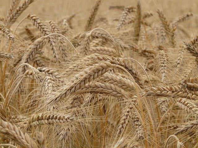You are currently viewing Cultivation of Wheat in Pakistan / بہترین طریقہ کاشت برائے گندم
