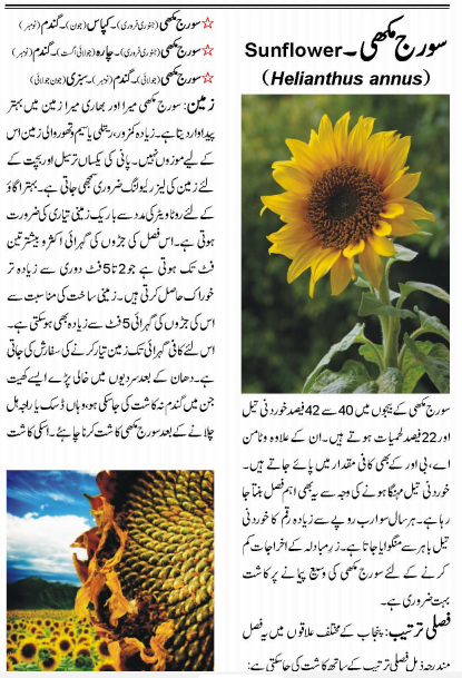 essay on sunflower in urdu language