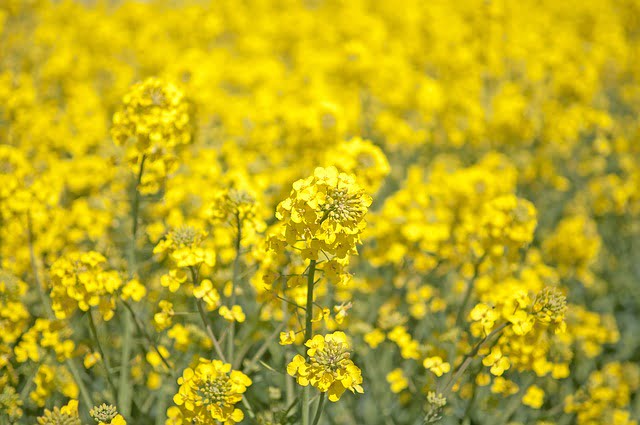 canola in urdu