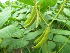 Read more about the article Soybean Cultivation in Pakistan / پاکستان میں سویابین کی کاشت