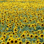 Read more about the article Cultivation of Sunflower in Pakistan / سورج مُکھی کی کاشت
