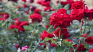 Read more about the article گلاب کی کاشت / Rose / Gulab Farming in Pakistan