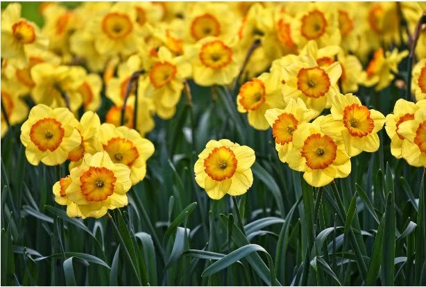 You are currently viewing Daffodil Flowers – گلِ نرگس
