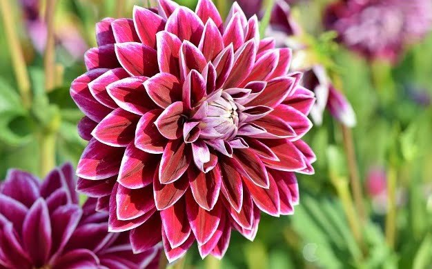 You are currently viewing Dahlia Flowers – ڈیلیا