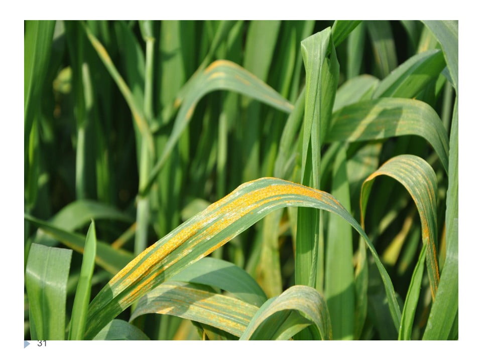 You are currently viewing Wheat Rust Diseases and their Control / گندم کی بیماری کنگی