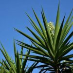 Read more about the article Yucca – یوکا