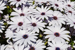 Read more about the article African Daisy (Arctotis) / آرکٹوٹس