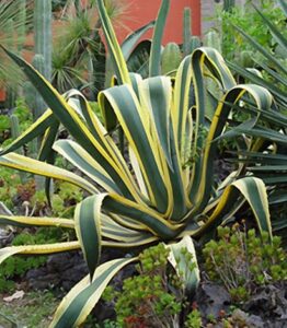Read more about the article Agave – اگیو