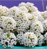 You are currently viewing Alyssum / گلِ بجری