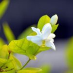 Read more about the article Motia Flower in English | Arabian Jasmine – موتیا