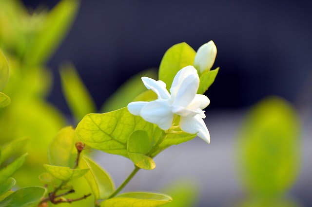 You are currently viewing Motia Flower in English | Arabian Jasmine – موتیا