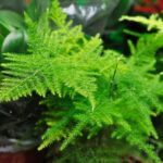 Read more about the article Asparagus Fern – اسپیراگس