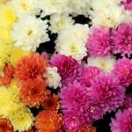 Read more about the article Gul Daudi – Chrysanthemums – گلِ داؤدی