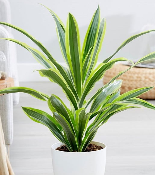 You are currently viewing Dracaena – ڈراسینا