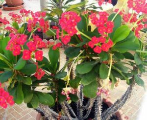 Read more about the article Euphorbia – یوفوربیا