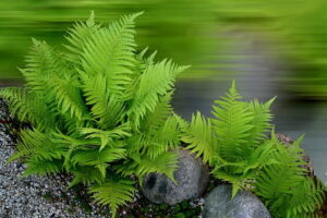 Read more about the article Fern – فرن